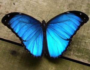 mariposa-morfo-azul